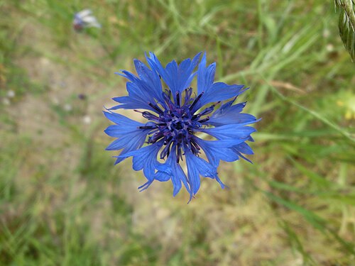 cornflower