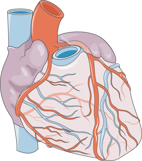 coronary