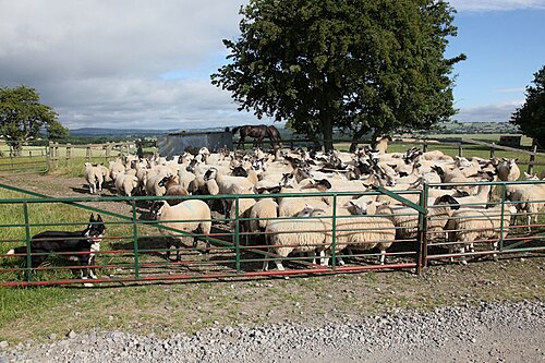 corral