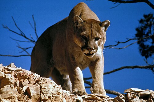 cougar