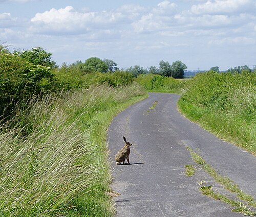 country lane