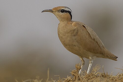 courser