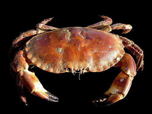 crab