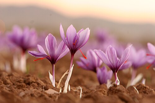 crocus