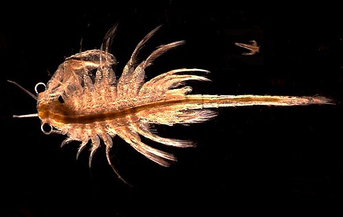 crustacean