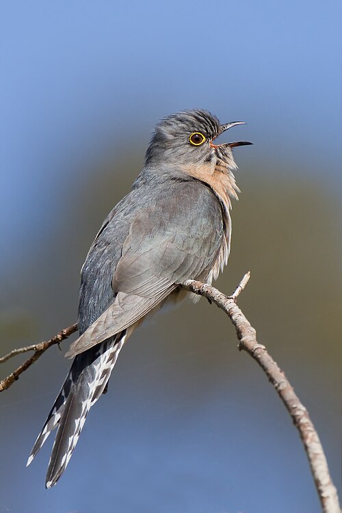 cuckoo