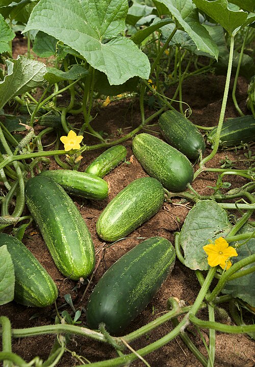 cucumber