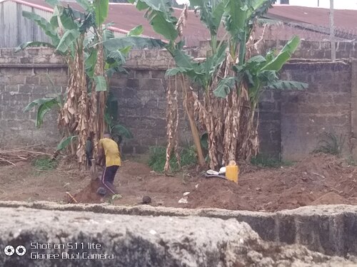 cultivation