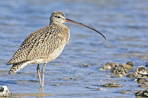 curlew