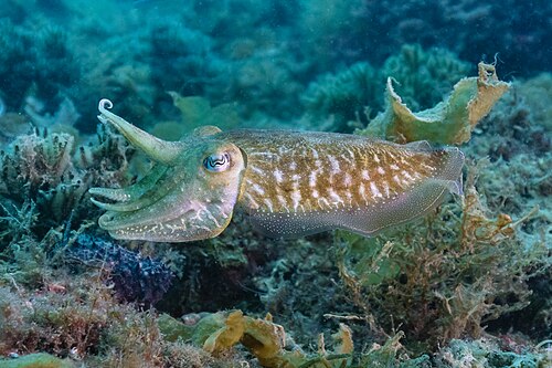 cuttlefish