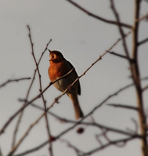 dawn chorus