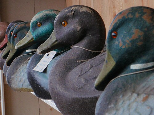 decoy