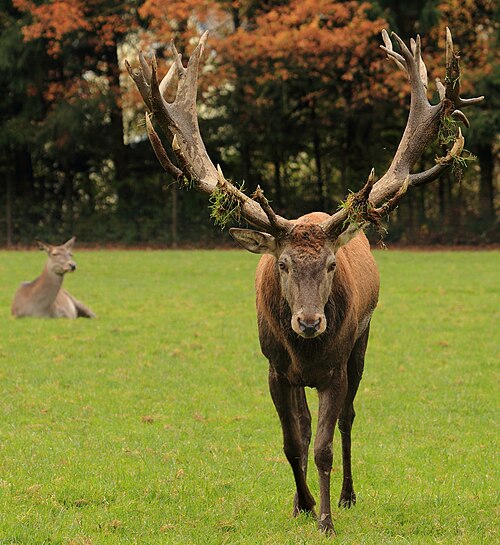 deer