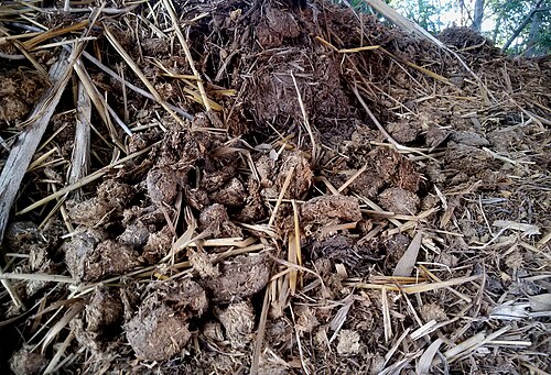 detritus