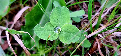 dew