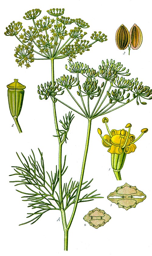 dill