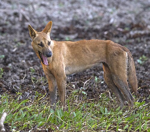 dingo