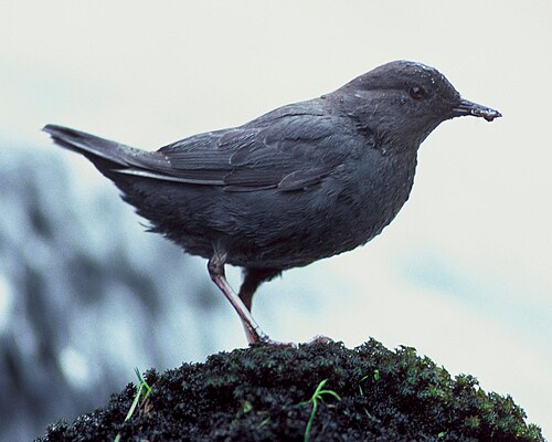 dipper