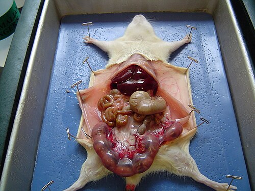 dissection