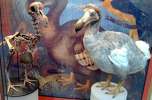 dodo