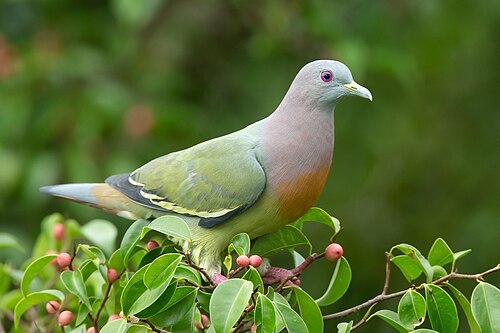 dove