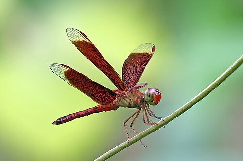 dragonfly