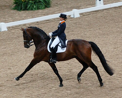 dressage