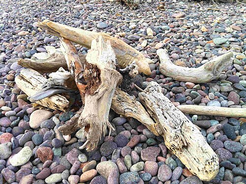driftwood