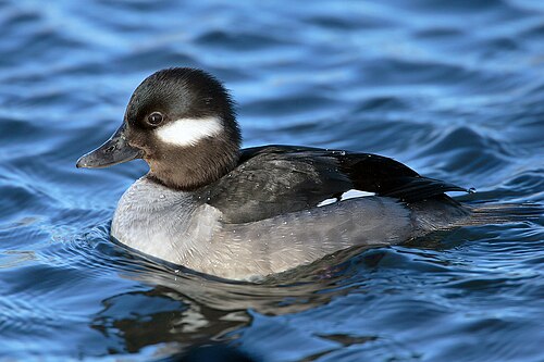 duckling