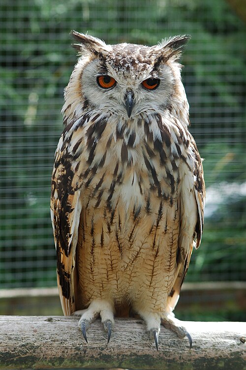eagle owl