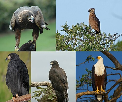 eagle