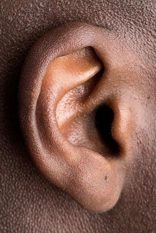 ear