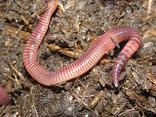 earthworm