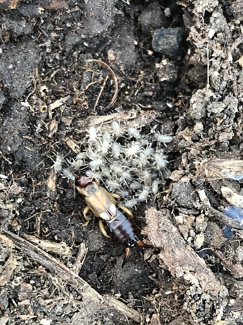 earwig