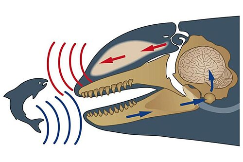 echolocation