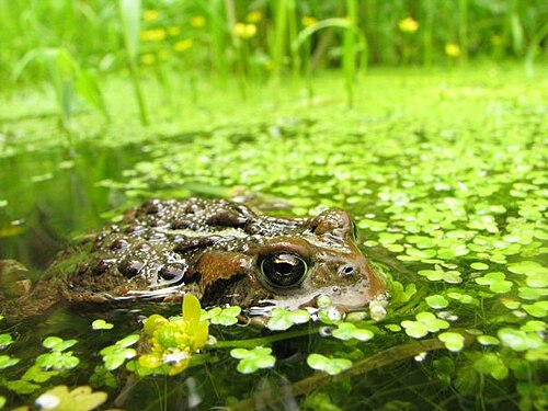 ecology