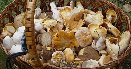 edible mushroom