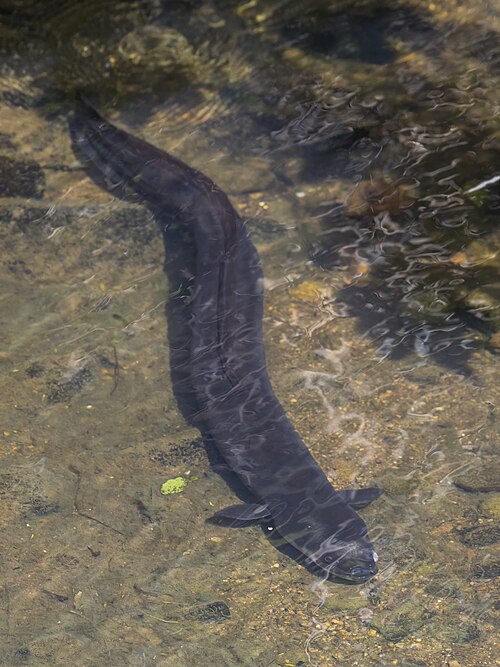 eel