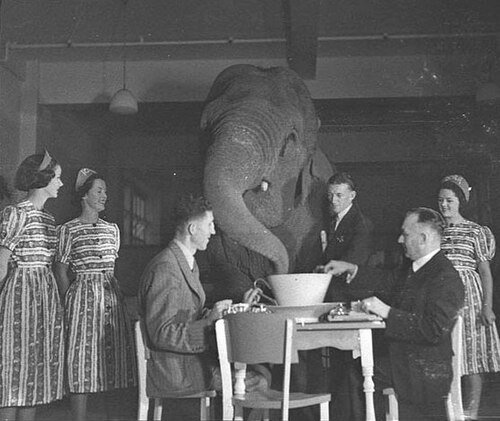 elephant in the room