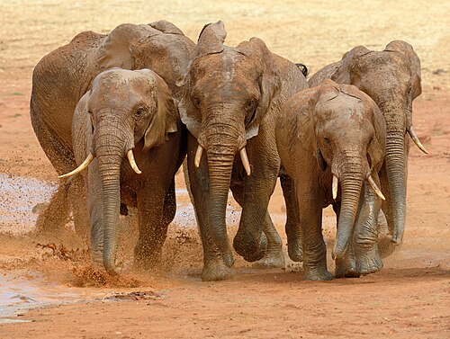 elephant