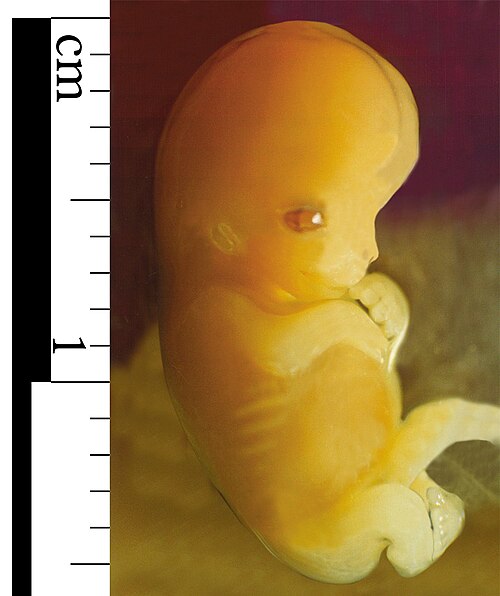 embryo