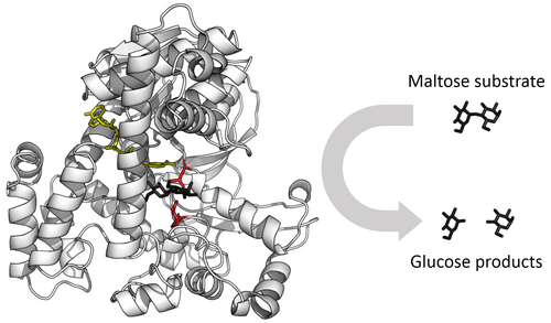 enzyme