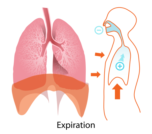 exhale