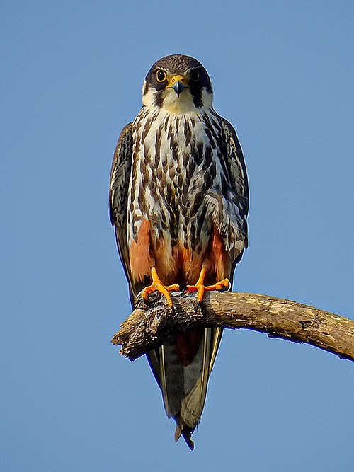 falcon