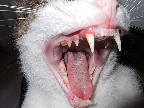 fang