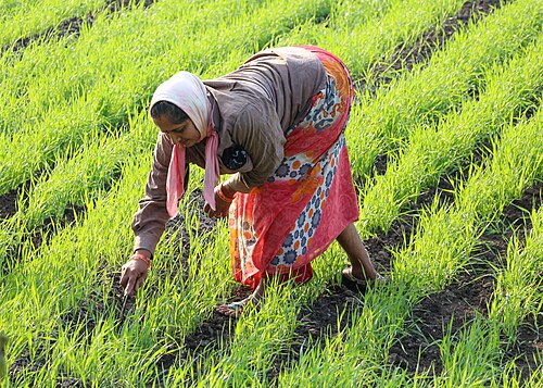 farmer
