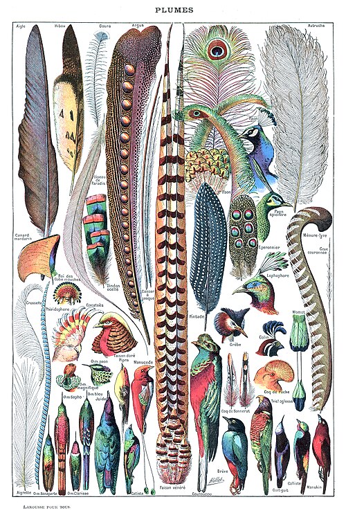 feather