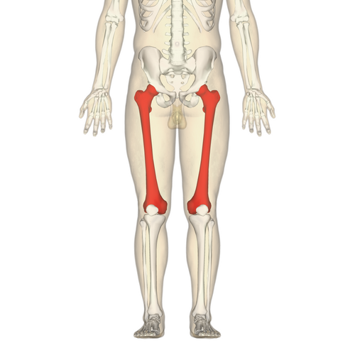 femur