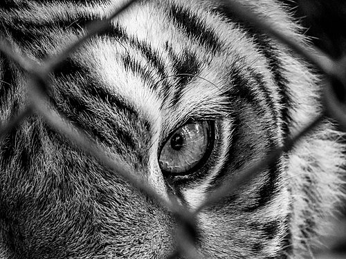 ferocity