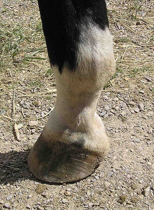 fetlock